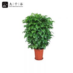 九千谷 幸福树大型绿植客厅盆栽0.8-1m 大型盆栽室内大绿植幸福办公室公司商场开业庆典乔迁盆景含盆8033