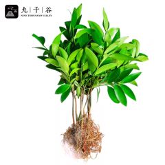 九千谷 竹柏盆栽 8颗小盆栽盆景小苗迷你室内桌面四季常青耐寒耐旱绿植20CM竹柏8824