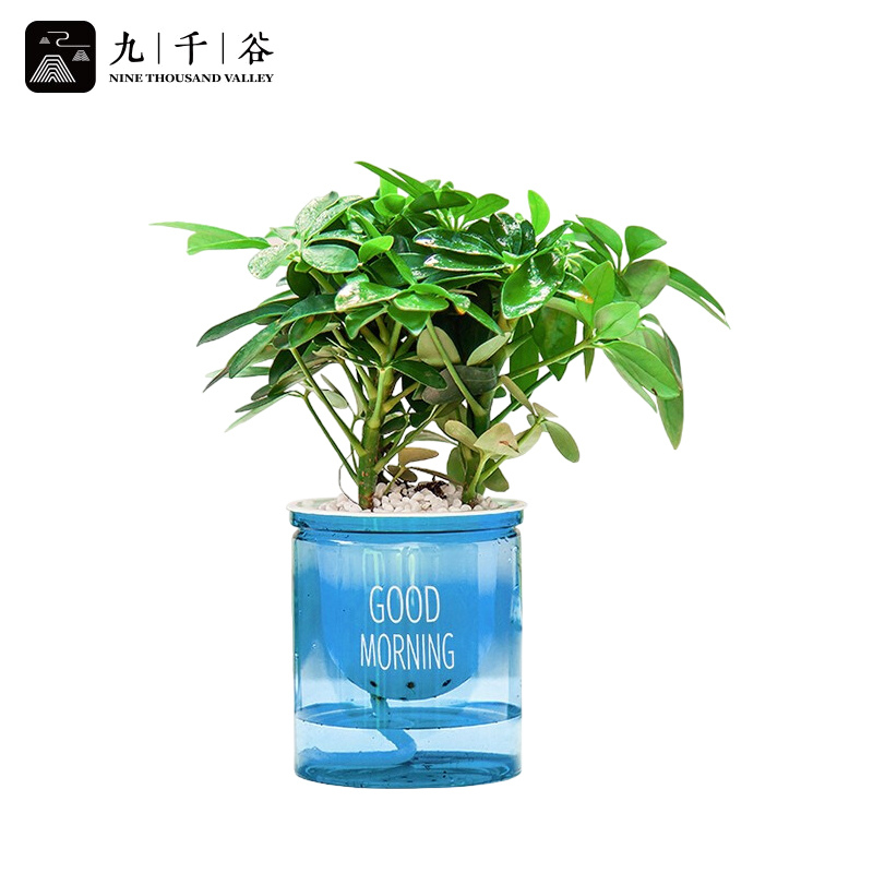 九千谷 鸭脚木绿植小盆栽 八方来财鸭脚木鹅掌柴七叶莲办公室客厅桌面绿植小盆栽 送蓝色吸水盆早安盆8195