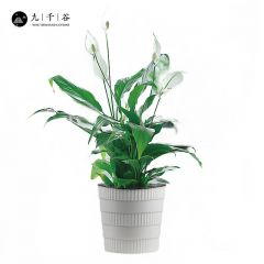 九千谷 白掌竖纹小盆栽 绿植花卉土培四季常青办公室室内桌面阳台室内好养易活带盆栽好9015