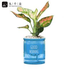 九千谷 红如意盆栽 水培桌面小绿植花卉万年青绿植盆栽书房办公家庭阳台好养植物 送蓝色吸水盆早安盆8186