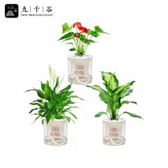 九千谷 一帆风顺桌面小盆栽 红掌+白掌+粉黛早安盆3个 绿植自营花草花卉自动吸水透明可视水位带盆栽好8051