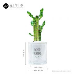 九千谷 富贵竹盆栽 送吸水早安盆 招财竹节节高转运竹无土栽培水培水养办公室桌面家用客厅带根植物绿植8059