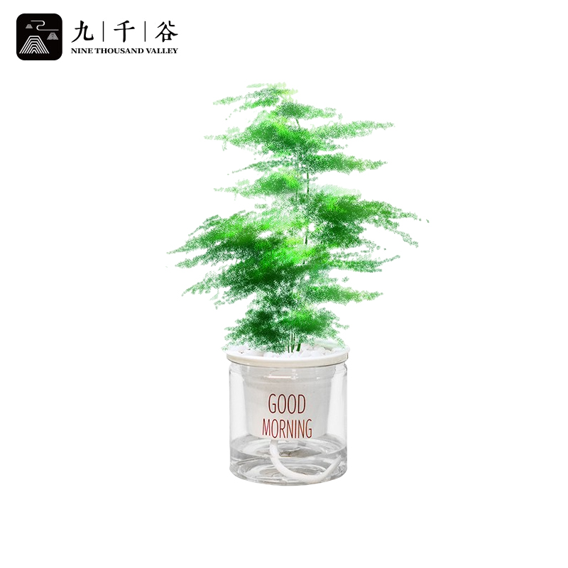 九千谷 文竹桌面盆栽 送吸水早安盆 室内阳台好养花卉观叶植物盆栽盆景水培大花苗自动吸水植物绿植花卉8064