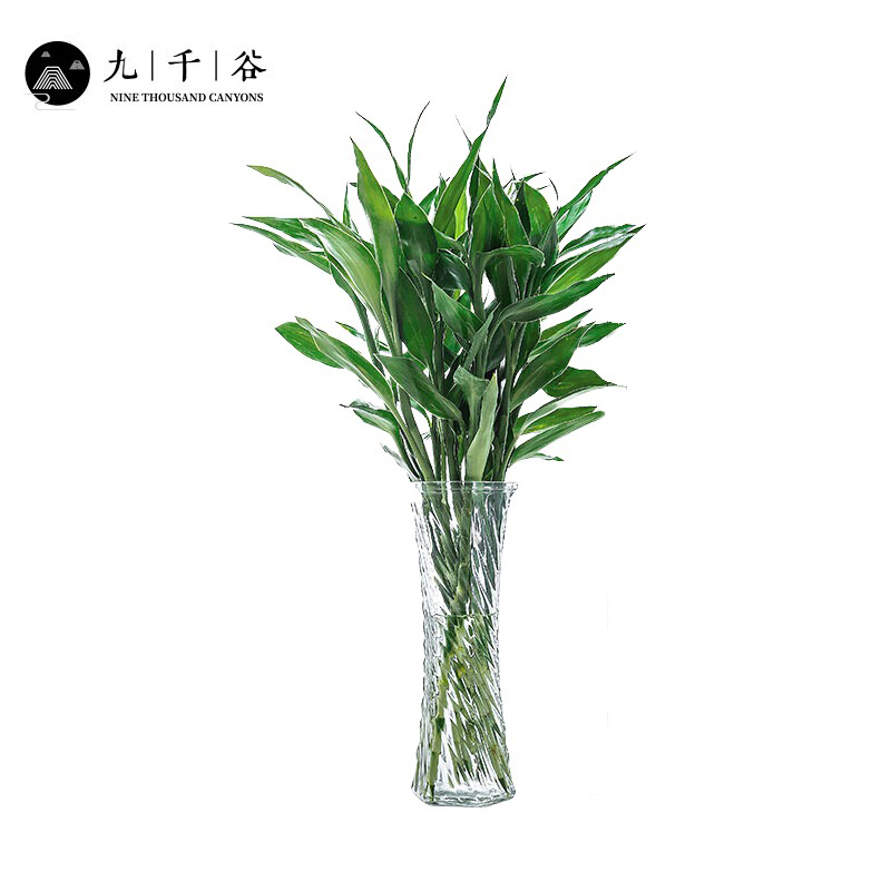 九千谷 富贵竹10根 大叶中竹水培植物大叶转运竹水养客厅绿植室内好养竹子盆栽植物70cm高 不含瓶8018