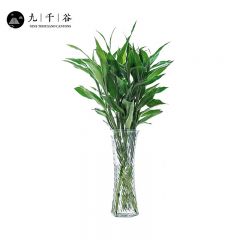 九千谷 富贵竹10根 大叶中竹水培植物大叶转运竹水养客厅绿植室内好养竹子盆栽植物70cm高 不含瓶8018
