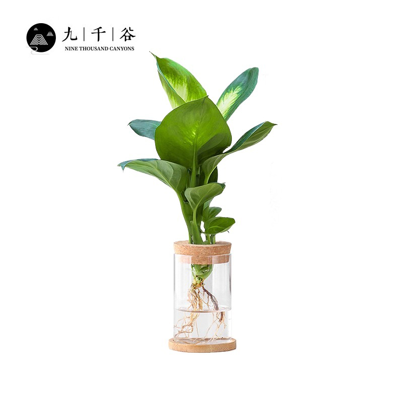 九千谷 水培植物粉黛 绿植小盆栽室内万年青桌面青叶吊兰植物花卉盆景无土水培绿色植物 含玻璃瓶竹托8150