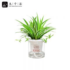 九千谷 金边吊兰绿植盆栽 送吸水早安盆 吊蓝花卉室内植物悬挂垂吊绿植盆栽盆景水培水养植物8058