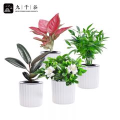九千谷 竹柏+黑金刚+栀子花+吉利红 绿植小盆栽桌面家用土培水养植物盆栽花卉观叶植物盆景 带竖纹自吸盆9297