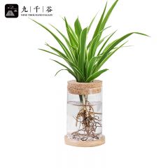 九千谷 金边吊兰水培植物 吊蓝花卉悬挂垂吊室内植物绿植盆栽盆景水养水生好养活植物 含玻璃瓶竹托8156