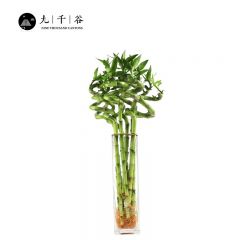 九千谷 富贵竹10根 弯竹转运竹节节高办公家庭桌面小盆栽开运竹水培水养水插带根植物盆景 70cm高不含瓶8090