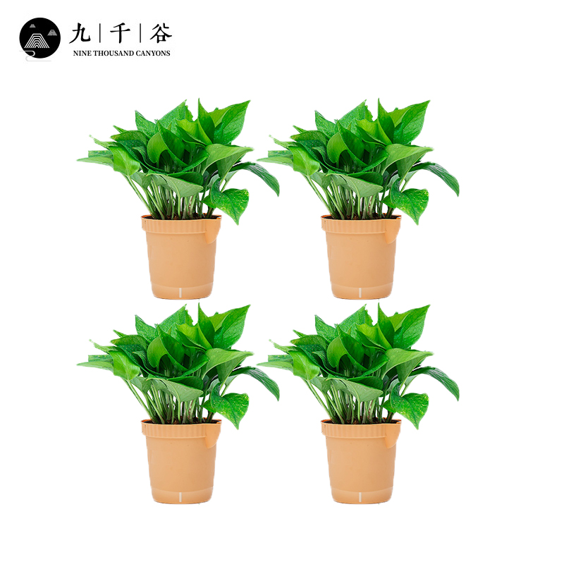 九千谷 绿萝盆栽 壶口仿陶盆4盆 绿植土培水培花卉植物新房家用室内办公室百搭 送1肥料8719