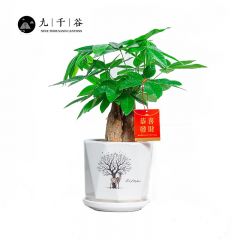 九千谷 三杆发财树大号 白麋鹿瓷盆绿色植物室内办公桌家用桌面小盆栽盆景办公室招财树送挂卡1个8944