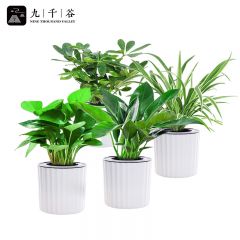 九千谷 金钻+吊兰+鸭脚木+绿萝 绿植小盆栽桌面家居家用土培水养植物盆栽花卉观叶植物盆景 带竖纹自吸盆9293