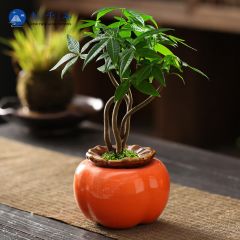九千谷 9096创意柿子花盆陶瓷水养绿萝水培花盆桌面9*6.5cm小号